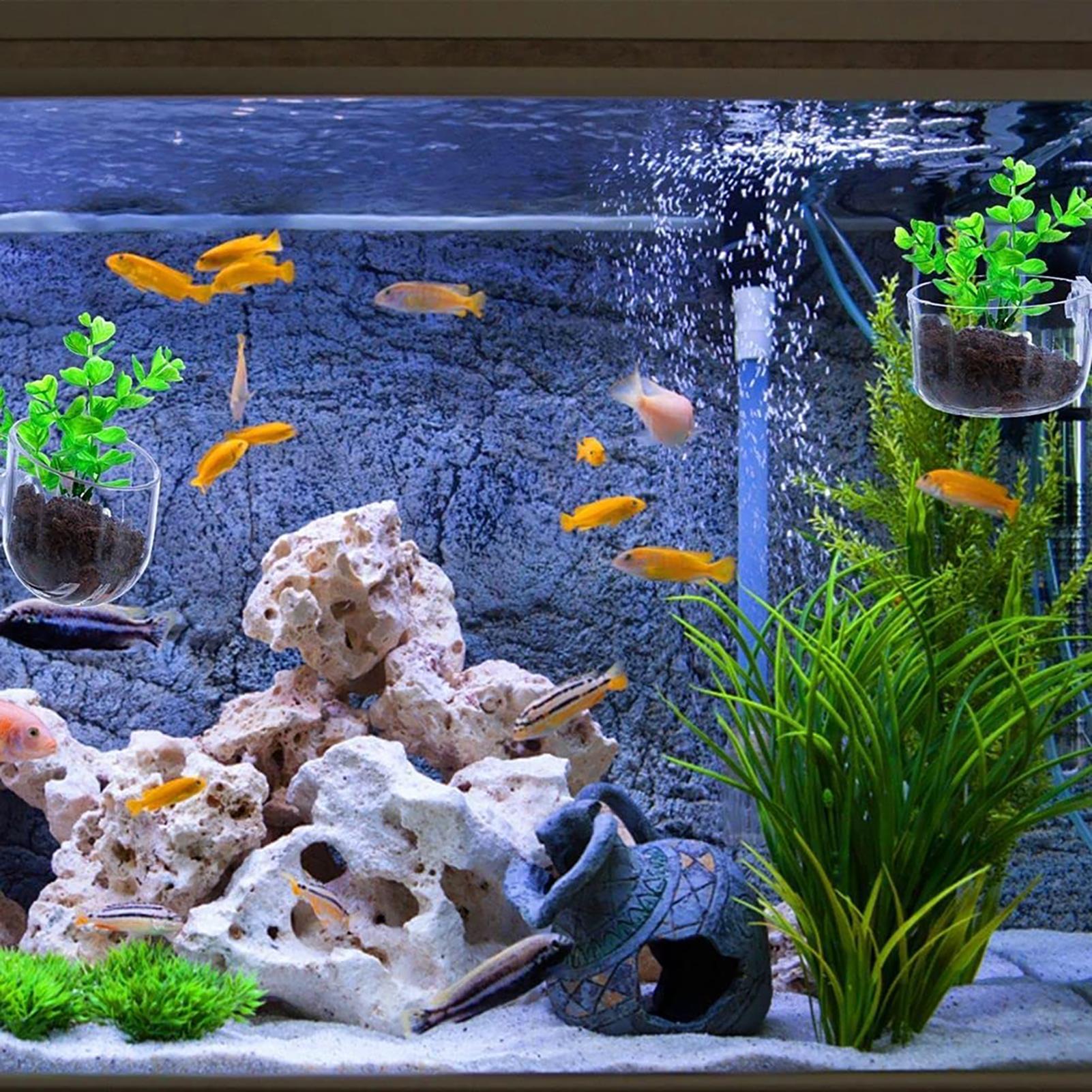 Aquatic Plant Pot Clear Acryli - Plant Growth Regulator review and price
