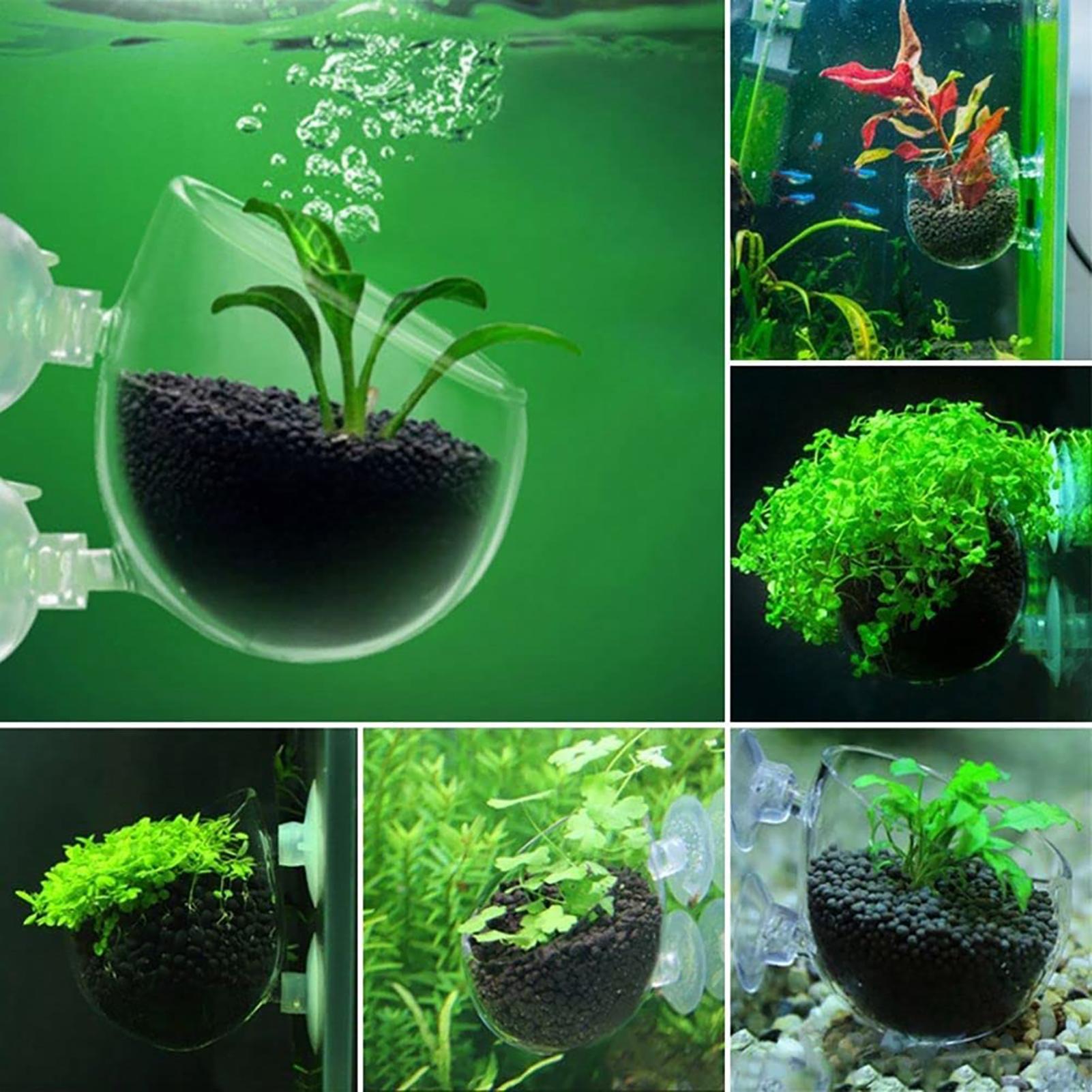 Aquatic Plant Pot Acrylic Aqua - Plant Growth Regulator review and price